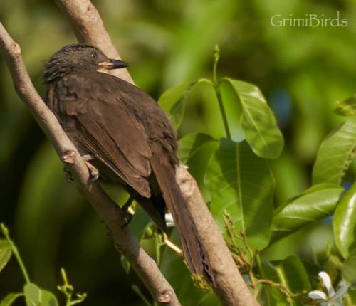 yellowthroated leaflove